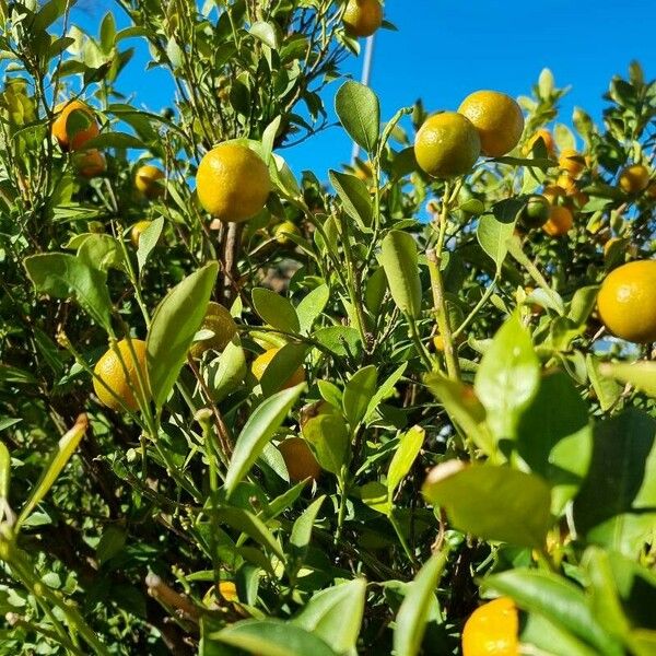 Citrus reticulata Fruit