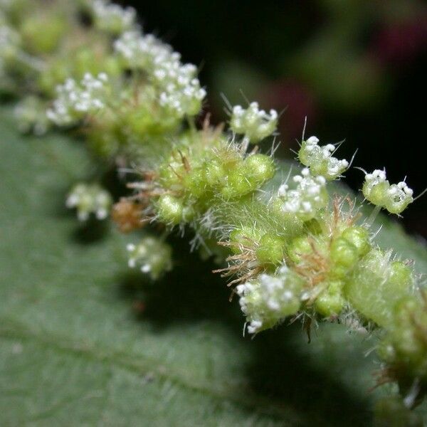 Acalypha macrostachya Fruit