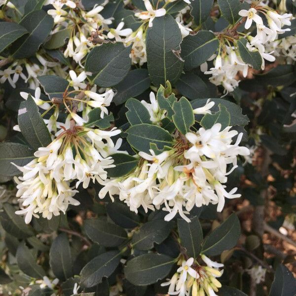 Osmanthus × burkwoodii Flower