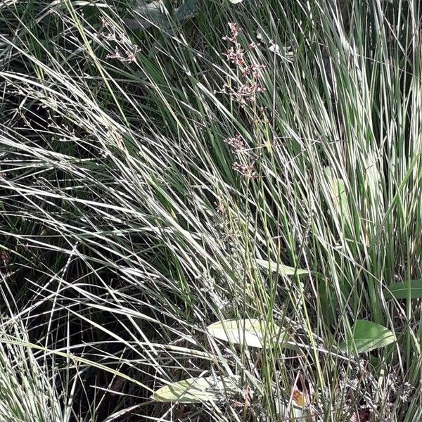 Juncus acutiflorus Habitatea