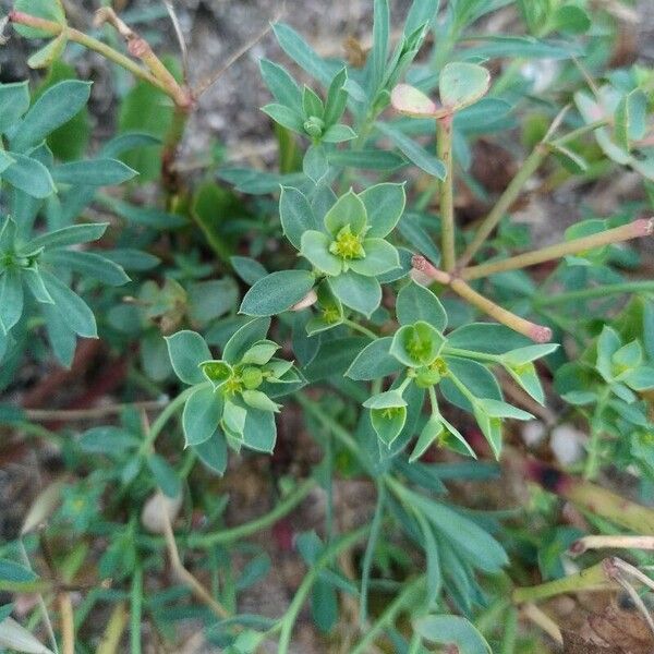 Euphorbia terracina Kvet