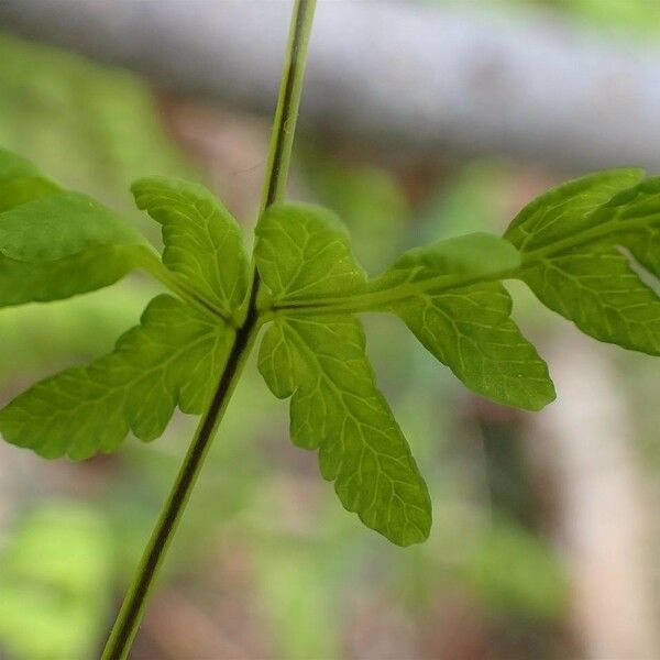 Gymnocarpium dryopteris Blatt