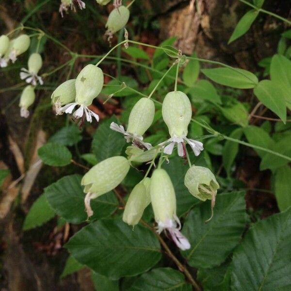 Silene vulgaris Flower