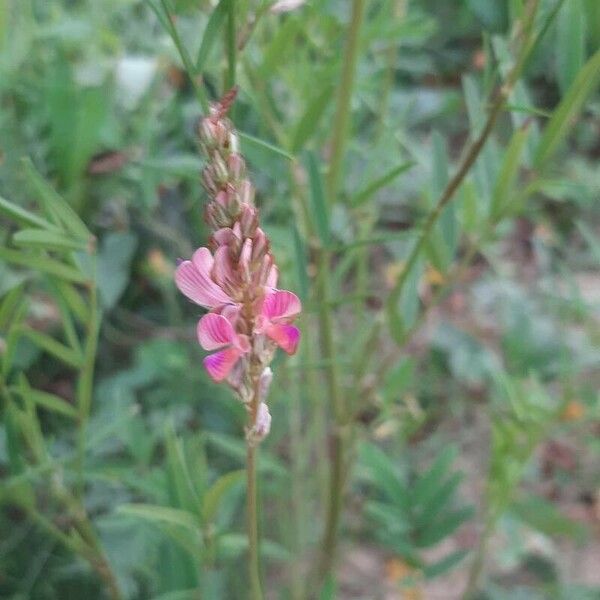 Onobrychis viciifolia Fleur