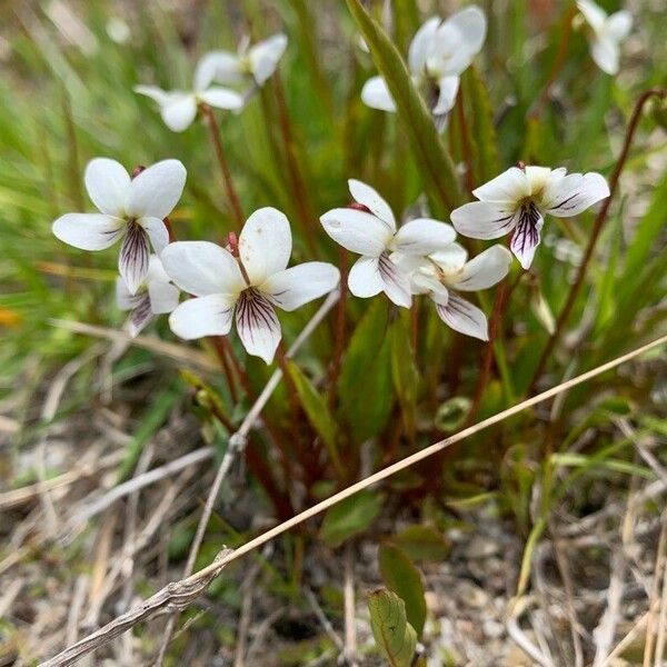 Viola lanceolata Blodyn