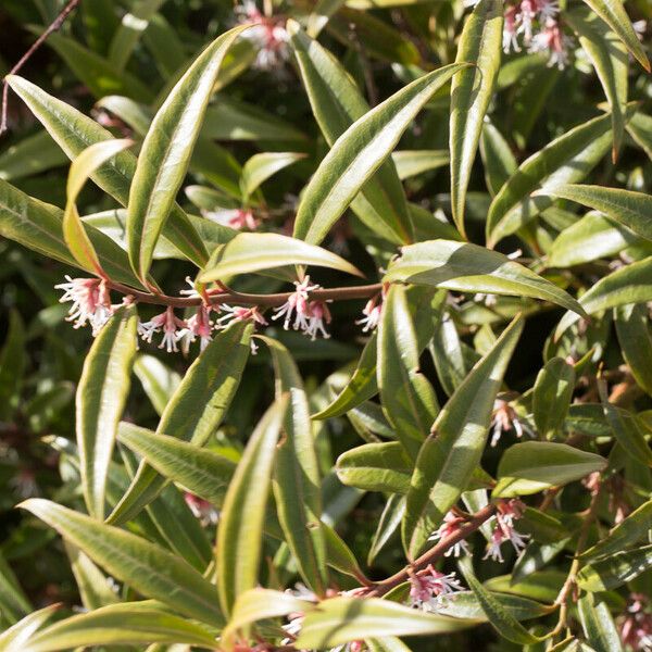 Sarcococca hookeriana Blad