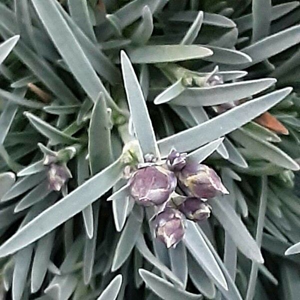Dianthus gratianopolitanus Kvet