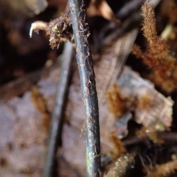 Asplenium africanum Hoja