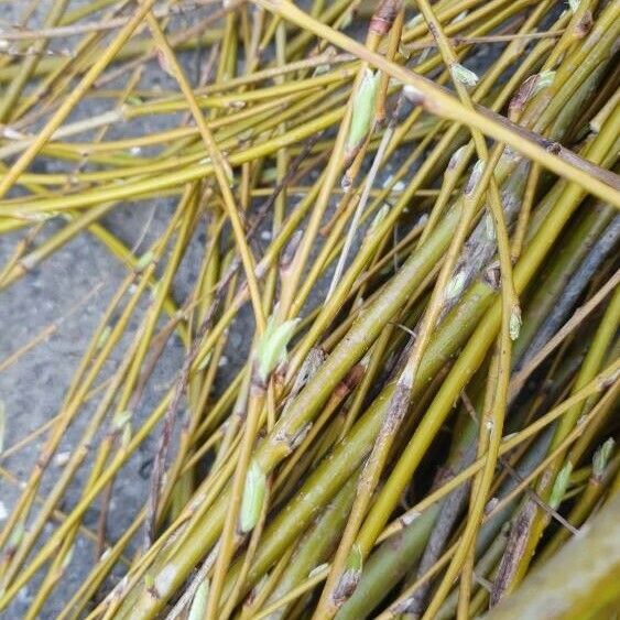 Salix viminalis 整株植物