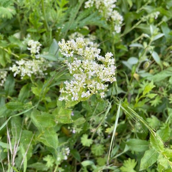 Lepidium draba Blodyn