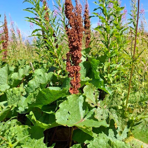 Rumex alpinus Kukka