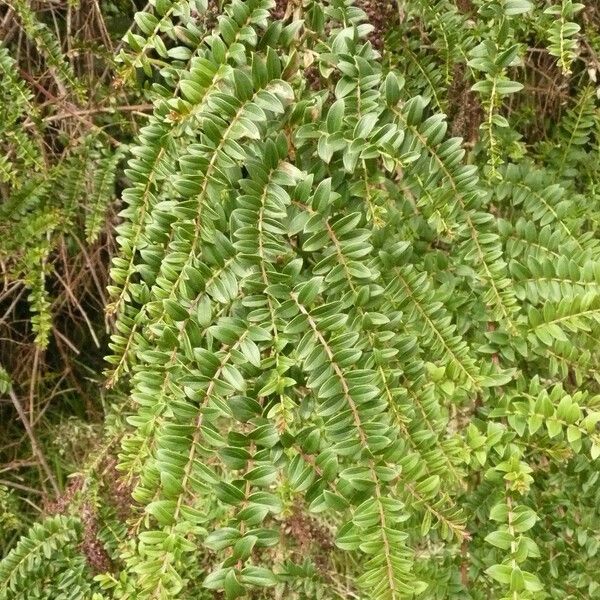 Coriaria ruscifolia Yaprak