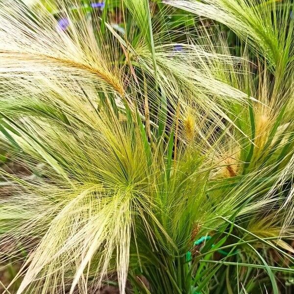 Hordeum jubatum पत्ता