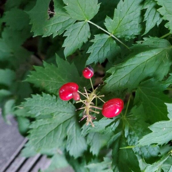 Actaea rubra Frukt