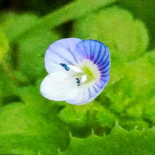 Veronica persica Flower