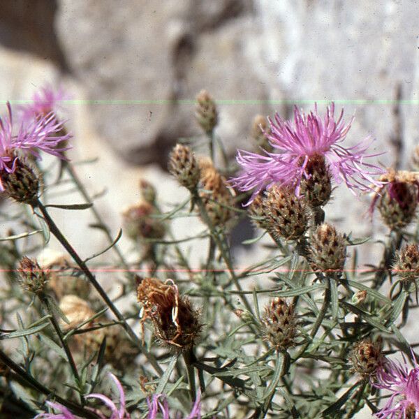 Centaurea corymbosa Flor