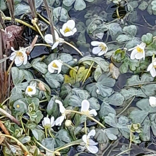 Ranunculus peltatus Flower