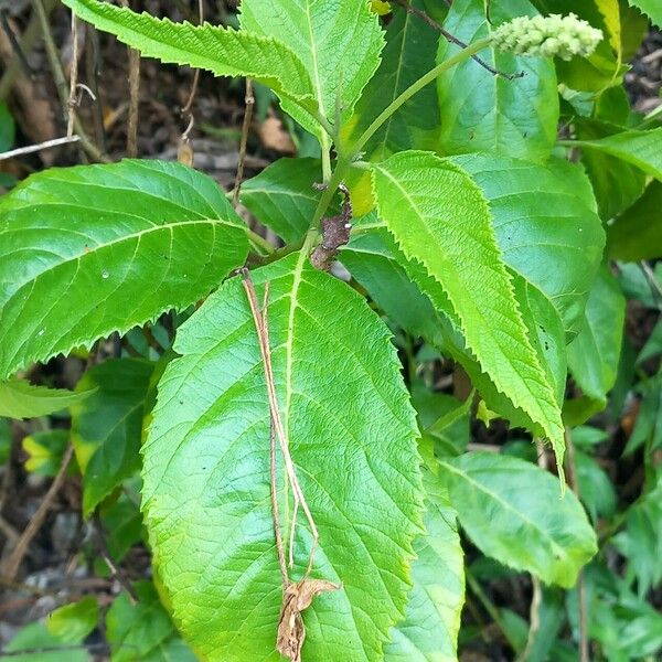 Varronia curassavica 葉