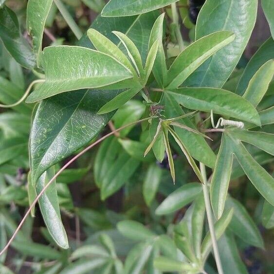 Lonicera acuminata Leaf