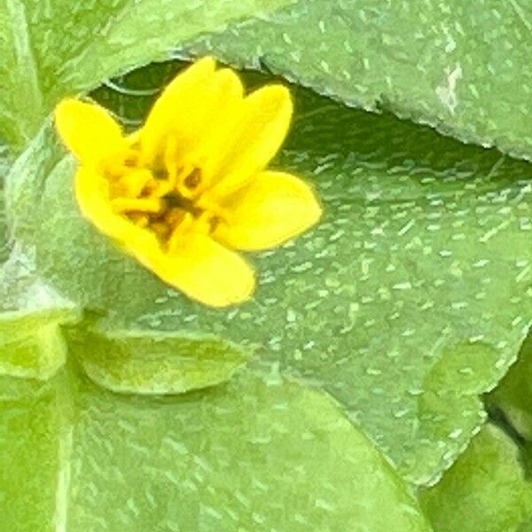 Calyptocarpus vialis Flower