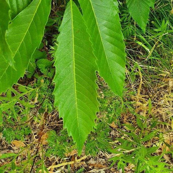 Castanea sativa برگ