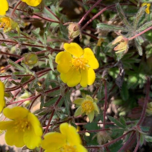 Potentilla heptaphylla Kukka