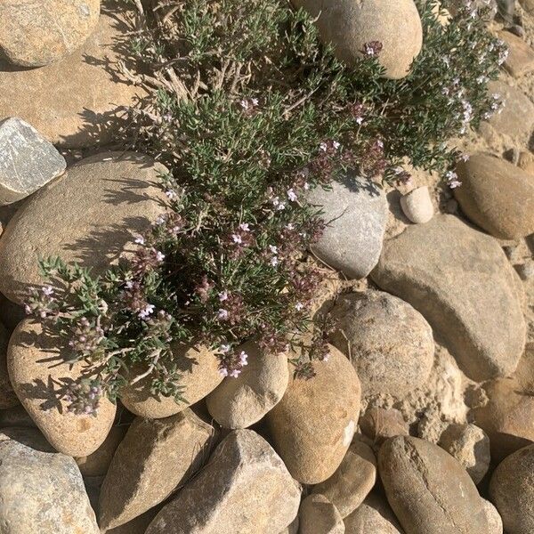 Thymus algeriensis Õis