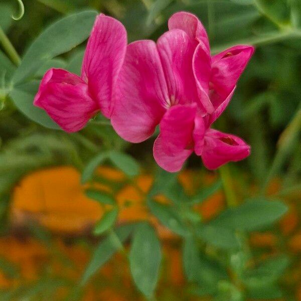 Lathyrus tuberosus Õis