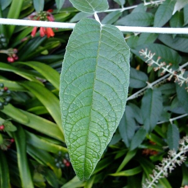 Buddleja madagascariensis Leaf