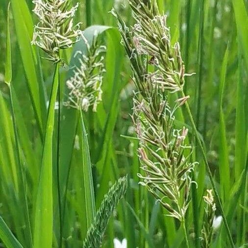 Anthoxanthum odoratum Flower