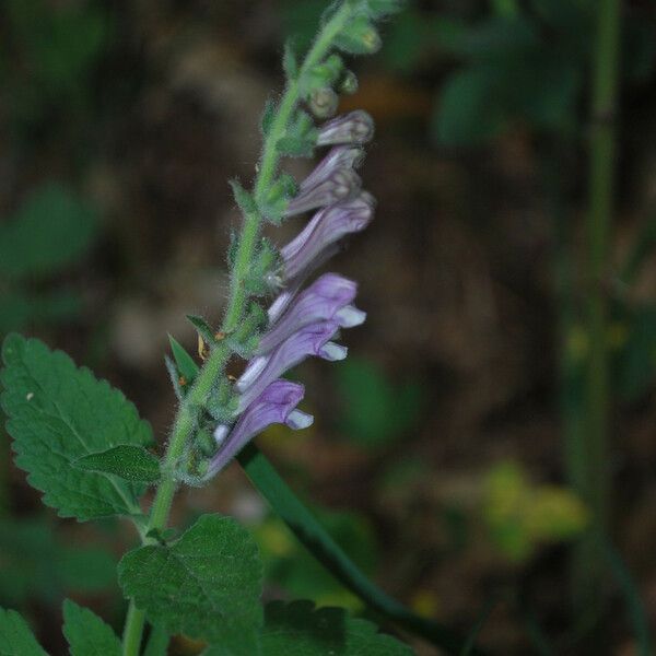 Scutellaria columnae ফুল