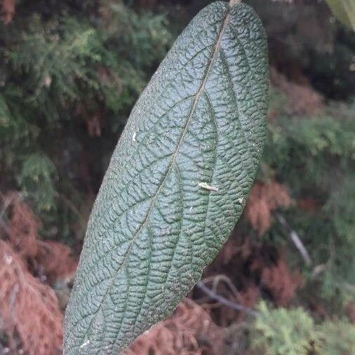 Viburnum rhytidophyllum Levél