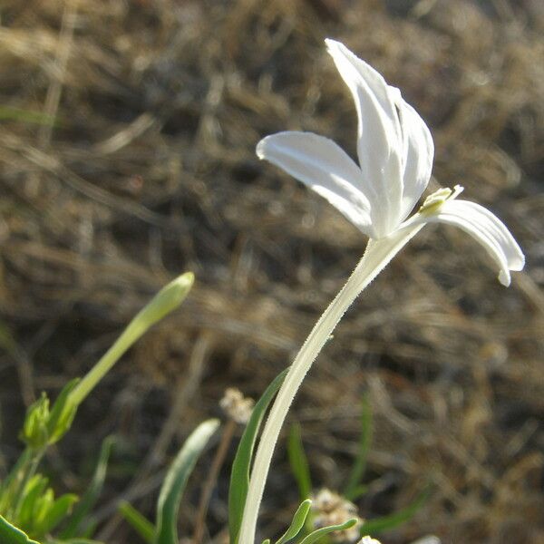 Justicia longii Blomst