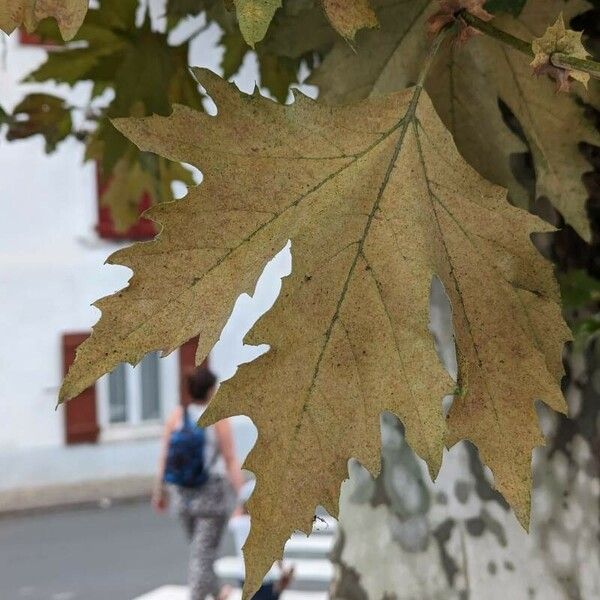 Platanus orientalis ᱥᱟᱠᱟᱢ