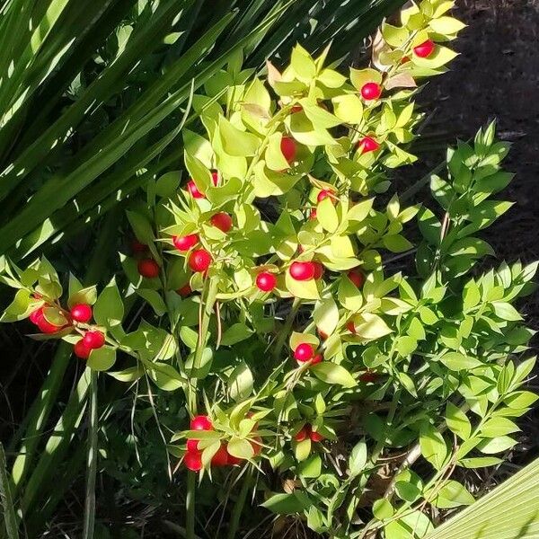 Ruscus aculeatus Meyve