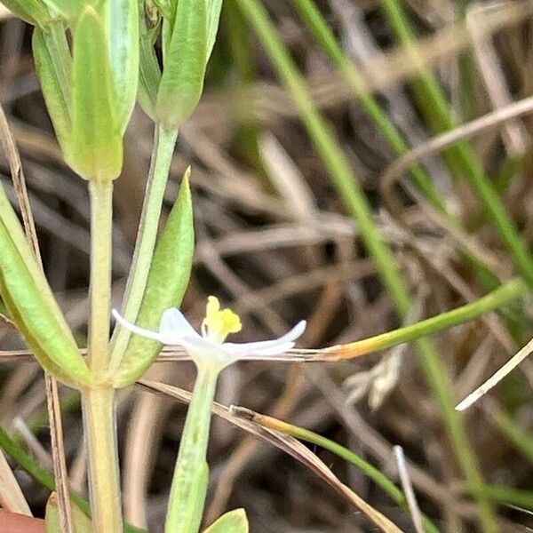 Centaurium tenuiflorum Flor