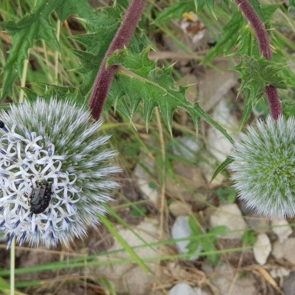 Echinops sphaerocephalus ᱵᱟᱦᱟ