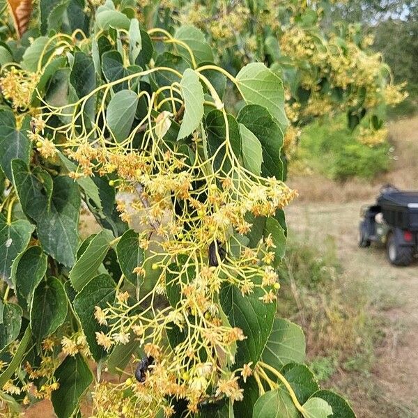 Tilia japonica Flower