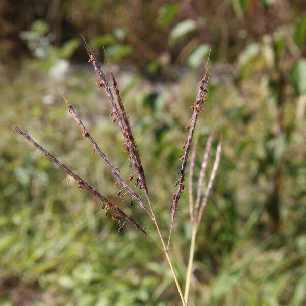 Bothriochloa ischaemum फूल