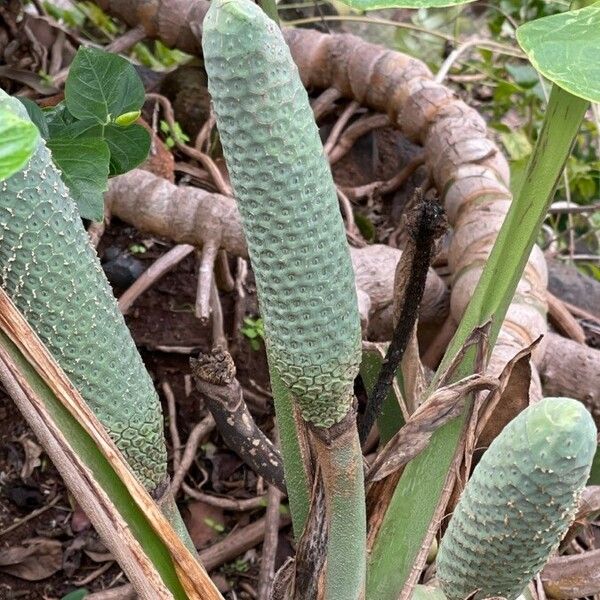 Monstera deliciosa Плод