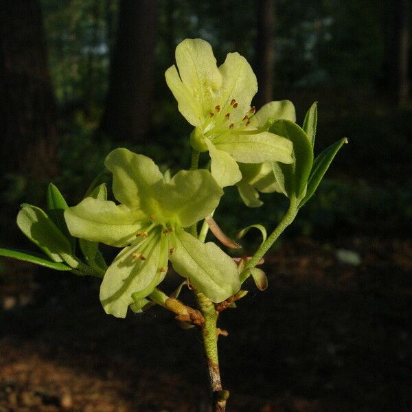 Rhododendron trichocladum Цветок