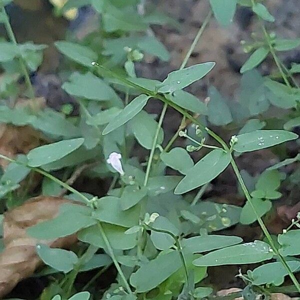 Scutellaria minor ফুল