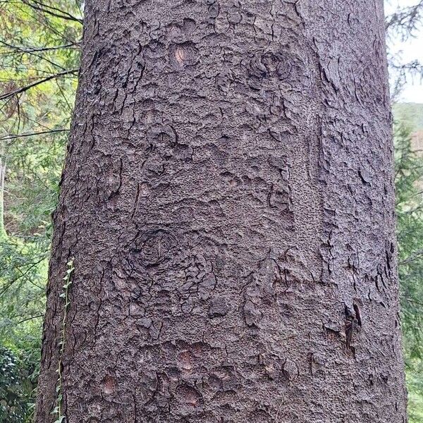 Abies cephalonica Bark