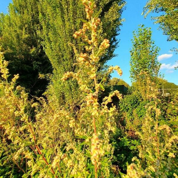 Artemisia vulgaris Blomst