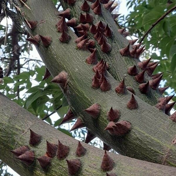 Ceiba chodatii Кора