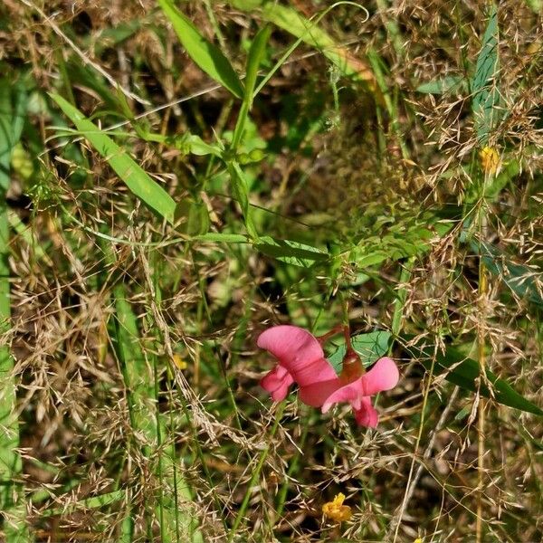 Lathyrus sylvestris 花