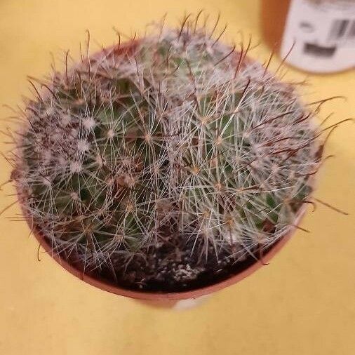 Mammillaria wrightii Leaf