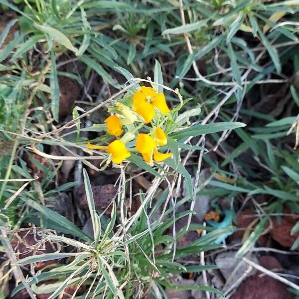 Erysimum asperum 花