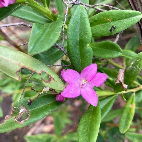 Crowea saligna Flower