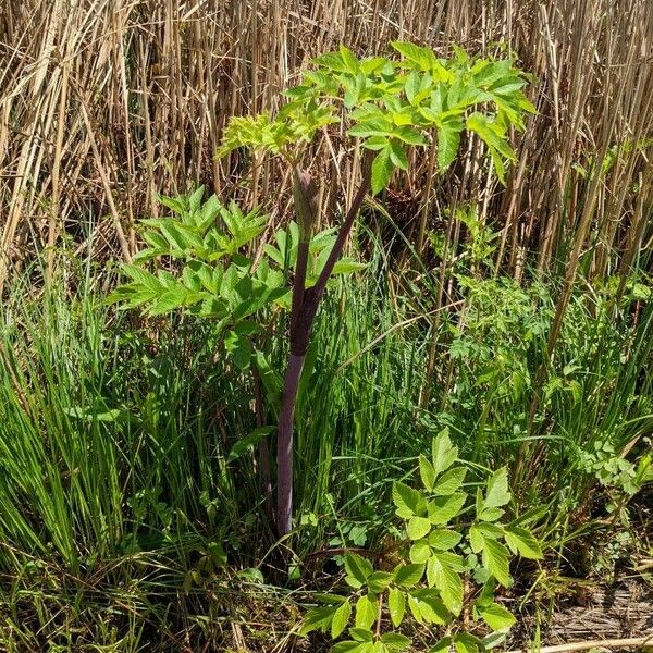 Angelica atropurpurea Buveinė